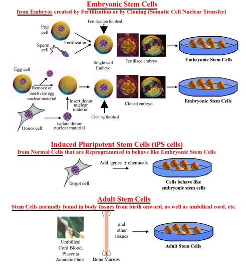 Nobel Prize in Medicine 2012: Induced Pluripotent Stem Cells 3