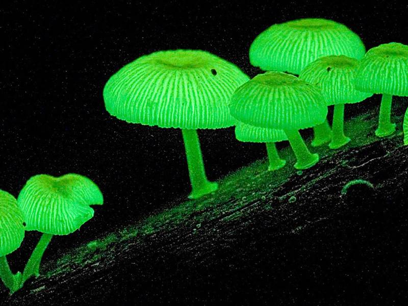 Chlorophos Mycena luminescent mushroom