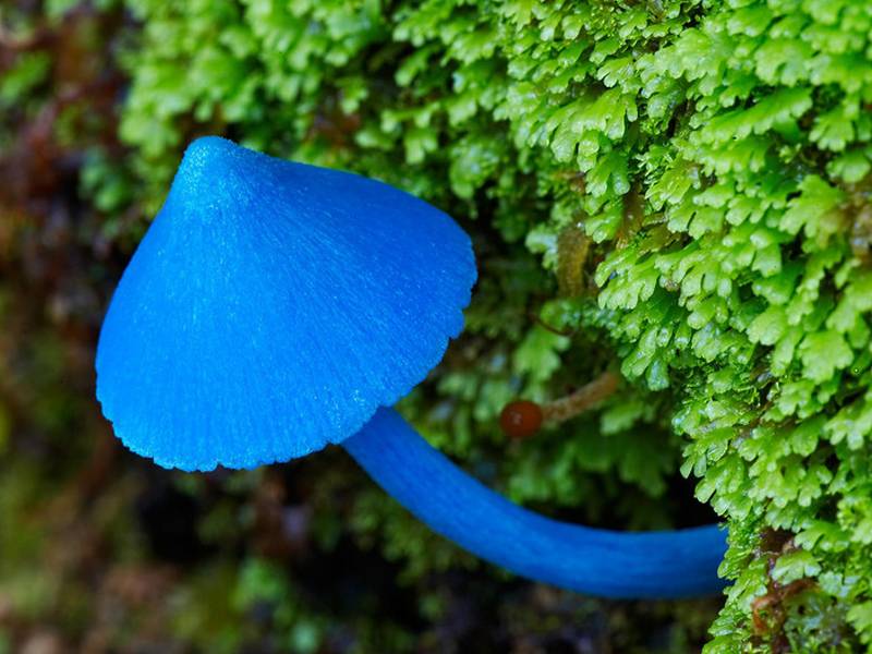Unusual blue mushroom Entoloma hochstetteri
