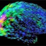 How Social Network of the Neurons in Brain Formed