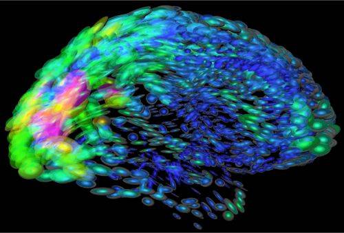 How Social Network of the Neurons in Brain Formed