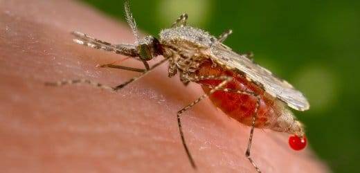 Skin bacteria attract mosquitoes