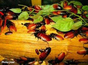 Scientists have Created a Battery of Cockroaches