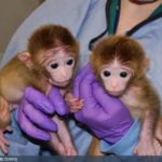 Born the First Monkey, Developed from Stem Cells of Separate Embryos