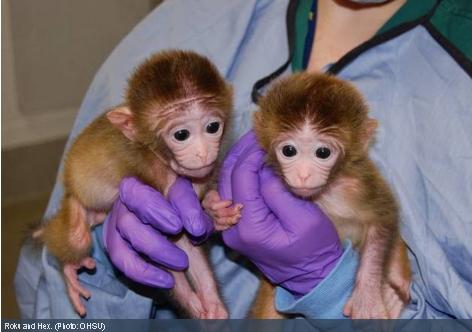 Born the First Monkey, Developed from Stem Cells of Separate Embryos