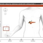 Free Interactive Lesson to Build a Human Body