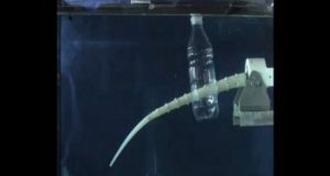Robot Octopus for Underwater Missions
