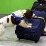 Scientists Created Robot that can Sniff Out Cocaine Like Dogs