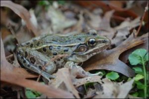 A New Species of Frog Discovered in New York