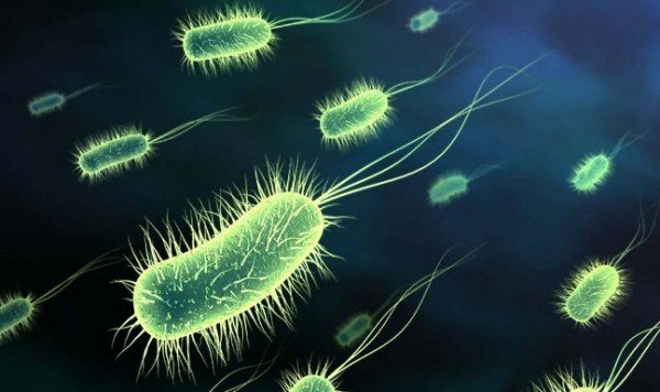 Prehistoric bacteria against antibiotics 1-0