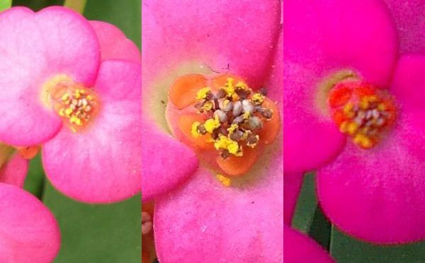 What smartphone do the best pictures 1