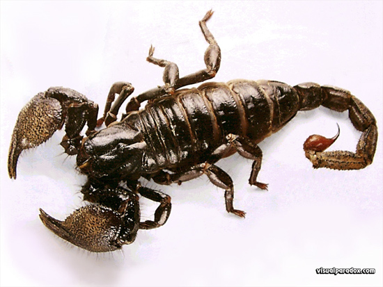 Some Interesting Facts About Scorpions 2
