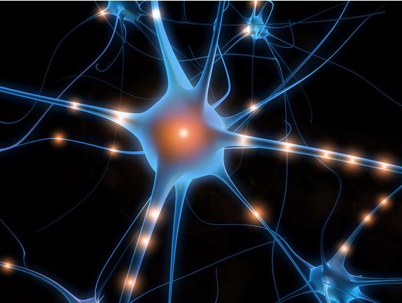Research Identifies Neurons Used in Time Measurement 1