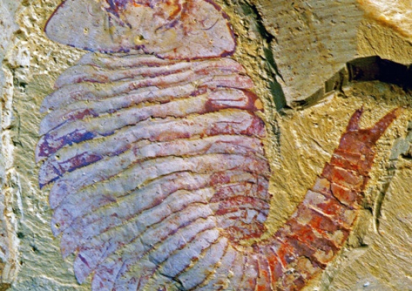 520 Million-Year-Old Brain is Surprisingly Modern, say Experts 1
