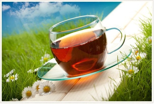 Tea Leaf Truly Work to Lose Weight, Research 2