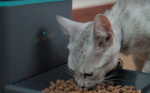 Bello and Kitty Feed from a Distance with the Web-Enabled Smartphone  5