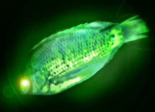 Radioactive Fish in Japan Rivers 2