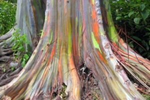 This Tree of Many Colors is a Masterpiece of Nature 1