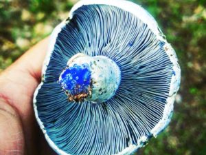 unusual mushrooms 2020