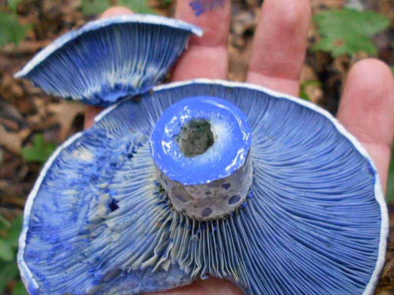Blue Miller Indigo Lactarius