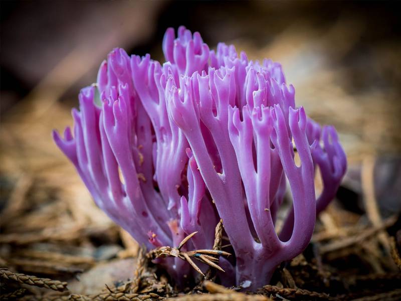 Coral mushroom Clavaria zollingeri